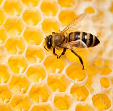 Bee in honeycomb macro shot