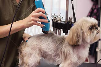 Grooming a dog in a grooming salon with a clipper