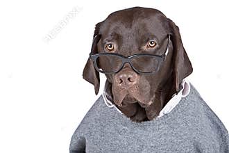 Clever Looking Dog