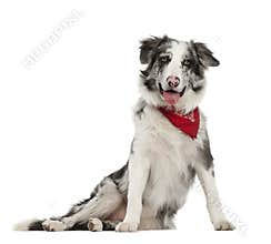 Border Collie, 7 months old, sitting