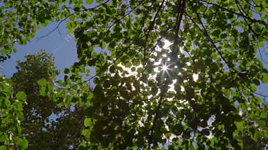 The sun shines through the crown of a tree