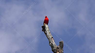 Male Northern Cardinal Bird . Florida wetland.
