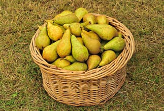 Conference pear basket