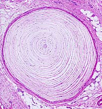 Microscope picture of human nerve ending