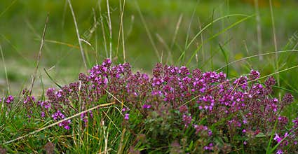 wild thyme from mountains generic vegetation from transylvania