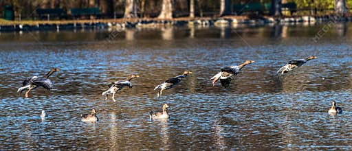 The flying greylag goose, Anser anser is a species of large goose