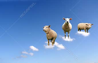 Sheep on clouds
