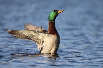 Drake Mallard Duck Flapping it's Wings in Winter