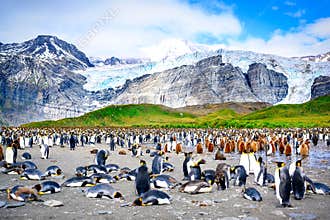Antarctica, penguins in Antarctic landscape. King penguins - Aptendytes patagonica - chicks and adults