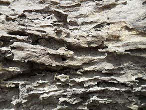 Hi resolution tree texture background