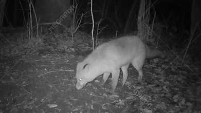 fox walking in the clearing at night