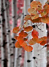 Aspen Birch Trees in Fall