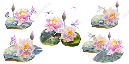 Set of Botanical watercolor illustrations of white and pink water lilies with butterfly, dragonflies and dew drops
