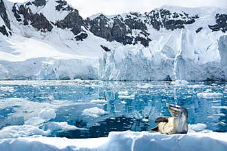 Sea leopard - Hydrurga leptonyx - resting on ice floe in front of piled up glacier ice shelf, Paradise Bay, Antarctica.