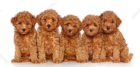 Group of Toy Poodle puppies