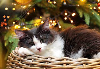 Kitten Lying in Basket before on a Christmas Tree