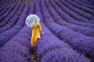A middle-aged woman in a lavender field walks under an umbrella on a rainy day and enjoys aromatherapy. Aromatherapy