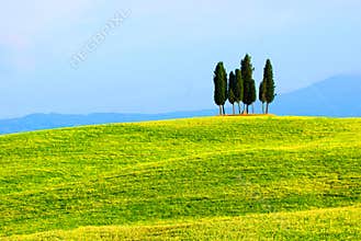 Cypress Trees and Green Fields