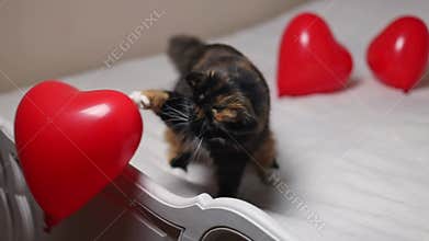 Purebred cat plays with an air balloon heart on the bed.