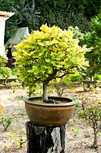 Deciduous bonsai tree