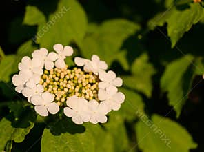 Flowering bush of red viburnum in the rays of the sun in the farm garden