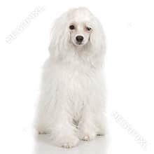 Chinese Crested Dog