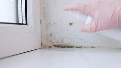 Mold is growing indoors. Black mold removal service company. Prevention and Cleaning Chemicals. Eliminating mold