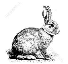 Rabbit sketch hand drawn Easter Vector illustration