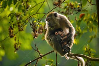 monkey mom holding her baby in warm light