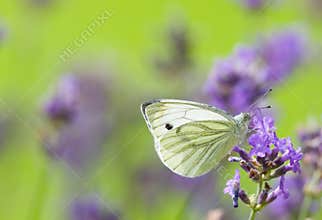 White butterfly 2