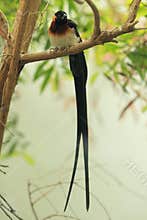 Long-tailed Paradise whydah