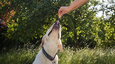 Pet dog taking a CBD hemp oil, licking a dropper