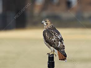 Red-tailed hawk