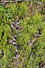 Branch and seed pods of Allocasuarina humilis, dwarf sheoak or dwarf casuarina