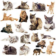 Maine coon cats