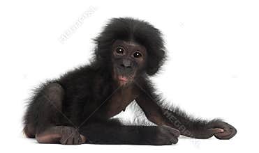 Baby bonobo, Pan paniscus, 4 months old, sitting
