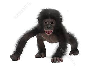 Baby bonobo, Pan paniscus, 4 months old, walking