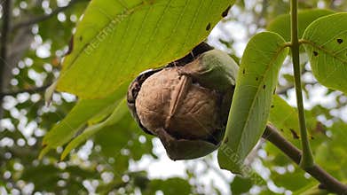 Ripe walnuts in broken peel on branch. Ripe walnut growing on a tree close up. Walnuts on the branch. Cracked walnut