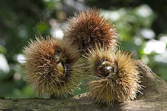 Chestnut husk on trunk
