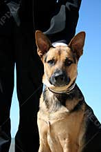 Guard dog