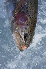Rainbow trout on ice 1