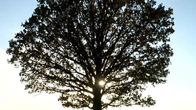 Sunlight shines behind large oak tree foliage. The majesty of nature