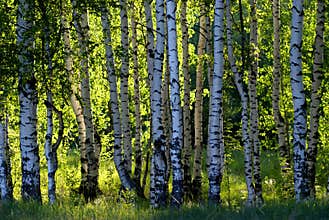 Forest birch