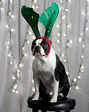 Christmas Terrier