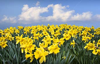 Spring daffodils