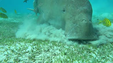 Dugong (dugong dugon) or seacow in the Red Sea.