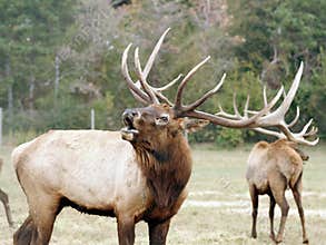 Elk wapiti bull antlers