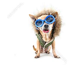 Goggle chihuahua