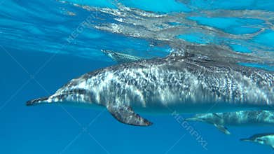 Dolphins. Spinner dolphin. Stenella longirostris is a small dolphin that lives in tropical coastal waters around the world.