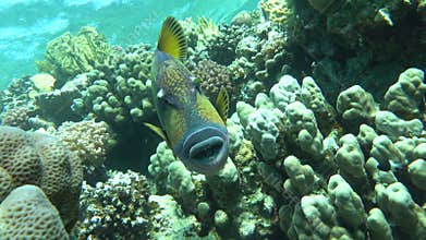 Balistoides viridescens. Titan triggerfish.